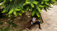 Cairo Governorate Denies Tree Removal On Mustafa Hafez Street