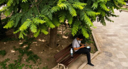 Cairo Governorate Denies Tree Removal On Mustafa Hafez Street