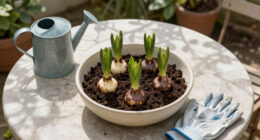 How To Plant Hyacinth Bulbs In September For Bowls Of Fragrant Christmas Flowers