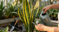 Is Your Snake Plant Turning Yellow? These 5 Easy Remedies Will Rescue Your Snake Before It’s Too Late