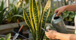 Is Your Snake Plant Turning Yellow? These 5 Easy Remedies Will Rescue Your Snake Before It’s Too Late