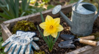 This Daffodil Is Quietly Replacing Classic Yellow Varieties – It’s Fragrant, Long-Lived, And Hardy