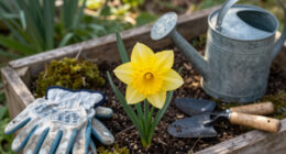 This Daffodil Is Quietly Replacing Classic Yellow Varieties – It’s Fragrant, Long-Lived, And Hardy
