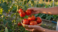 What To Do With Tomato Plants In September – 7 Easy Tasks To Get The Most Out Of Your 'Maters Before The First Frost