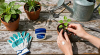 Why Vaseline Is Your Houseplant’s Best Friend This Fall – 5 Easy Ways To Use Petroleum Jelly To Combat Pests