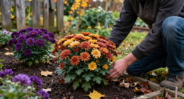 11 Best Fall-Blooming Flowers for Color Through Autumn in 2027
