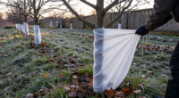 15 Best Fruit Tree Winter Protection Options for 2027