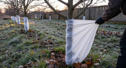 15 Best Fruit Tree Winter Protection Options for 2027