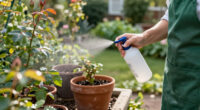 15 Best Garden Fungicides for Healthier Plants in 2027