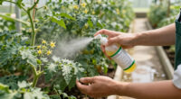 15 Best Thrips Control Products for Healthier Plants in 2027