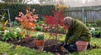 5 Plants To Plant In October To Help Robins, Finches, Redwings And Blackbirds Survive Winter, According To Wildlife Experts