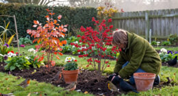 5 Plants To Plant In October To Help Robins, Finches, Redwings And Blackbirds Survive Winter, According To Wildlife Experts