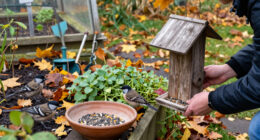 Birds Need Your Help This Fall – An Expert Shares 5 Things To Do In October To Support Backyard Birdlife