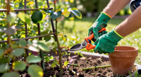 I’ve Used These Fiskars Pruners For 5 Years – They’re The Only Pair I Trust With My Precious Hydrangeas