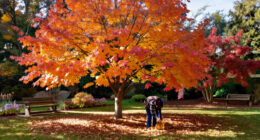 The Native Tree That Outshines Japanese Maple Every Fall – It Looks Gorgeous And Pollinators Love It, Too!