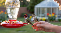 These 3 Clues Can Help You Tell Male And Female Hummingbirds Apart