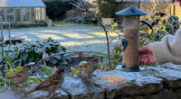 Want To Help Garden Birds This Winter? 7 Simple Ways To Feed Them Safely And Create A Bird-friendly Garden