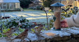 Want To Help Garden Birds This Winter? 7 Simple Ways To Feed Them Safely And Create A Bird-friendly Garden