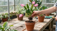 When To Repot A Christmas Cactus – Repotting Too Soon Could Spoil This Year’s Flowers
