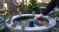 Wildlife Experts Say This Clever Gadget Will Stop Your Bird Bath From Freezing Over This Winter – It’s A Fuss-free Way To Support Birds In Cold Weather