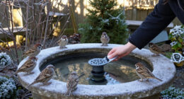 Wildlife Experts Say This Clever Gadget Will Stop Your Bird Bath From Freezing Over This Winter – It’s A Fuss-free Way To Support Birds In Cold Weather