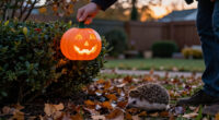 Wildlife Experts Warn Against Using This Common Halloween Decoration – It Will Put Birds And Hedgehogs At Risk